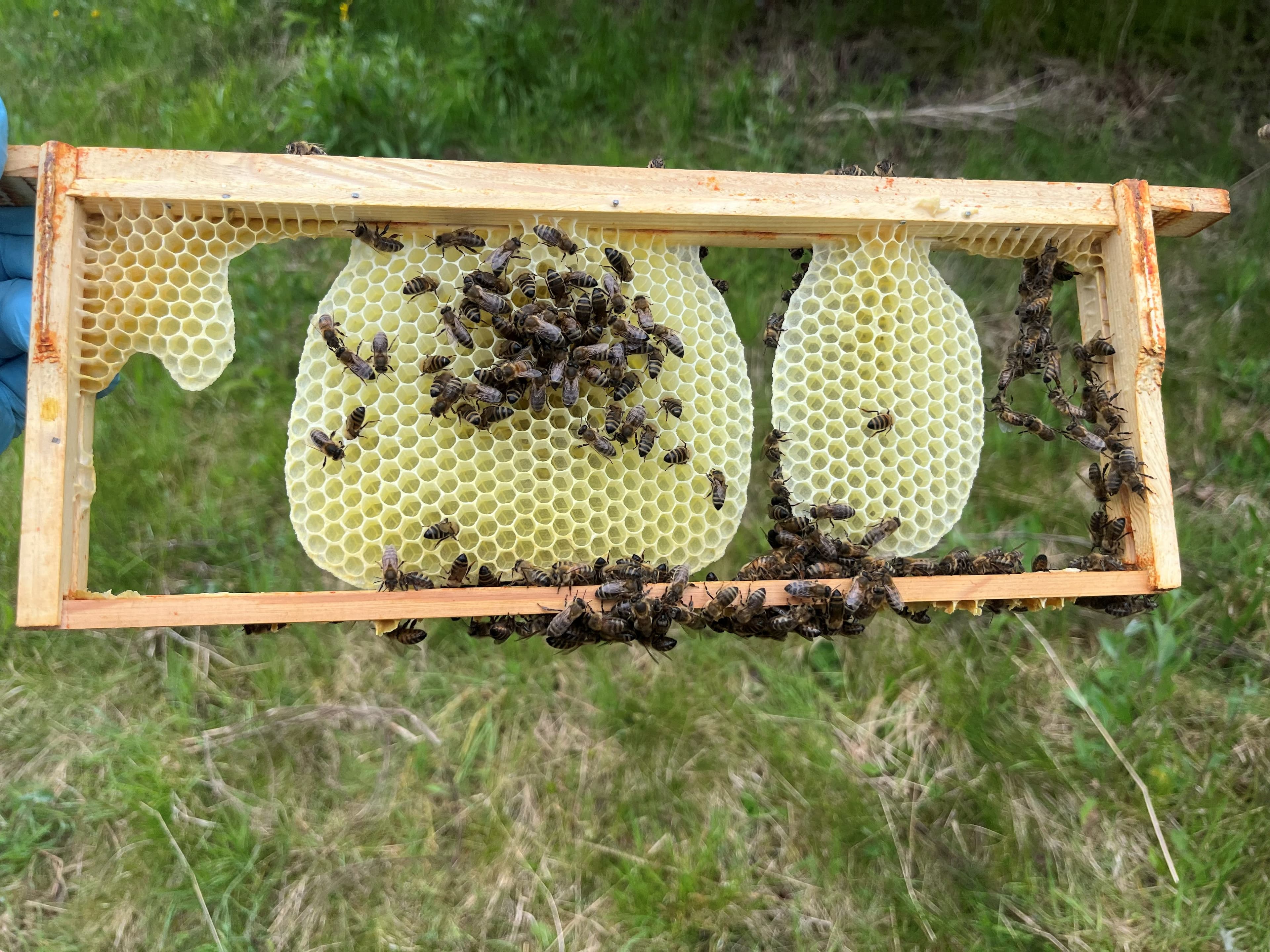 Gloved hand holding a frame with natural burr comb built across the top bar — three wax tongues extending down, a sign of strong colony growth and the need for more space during the spring flow