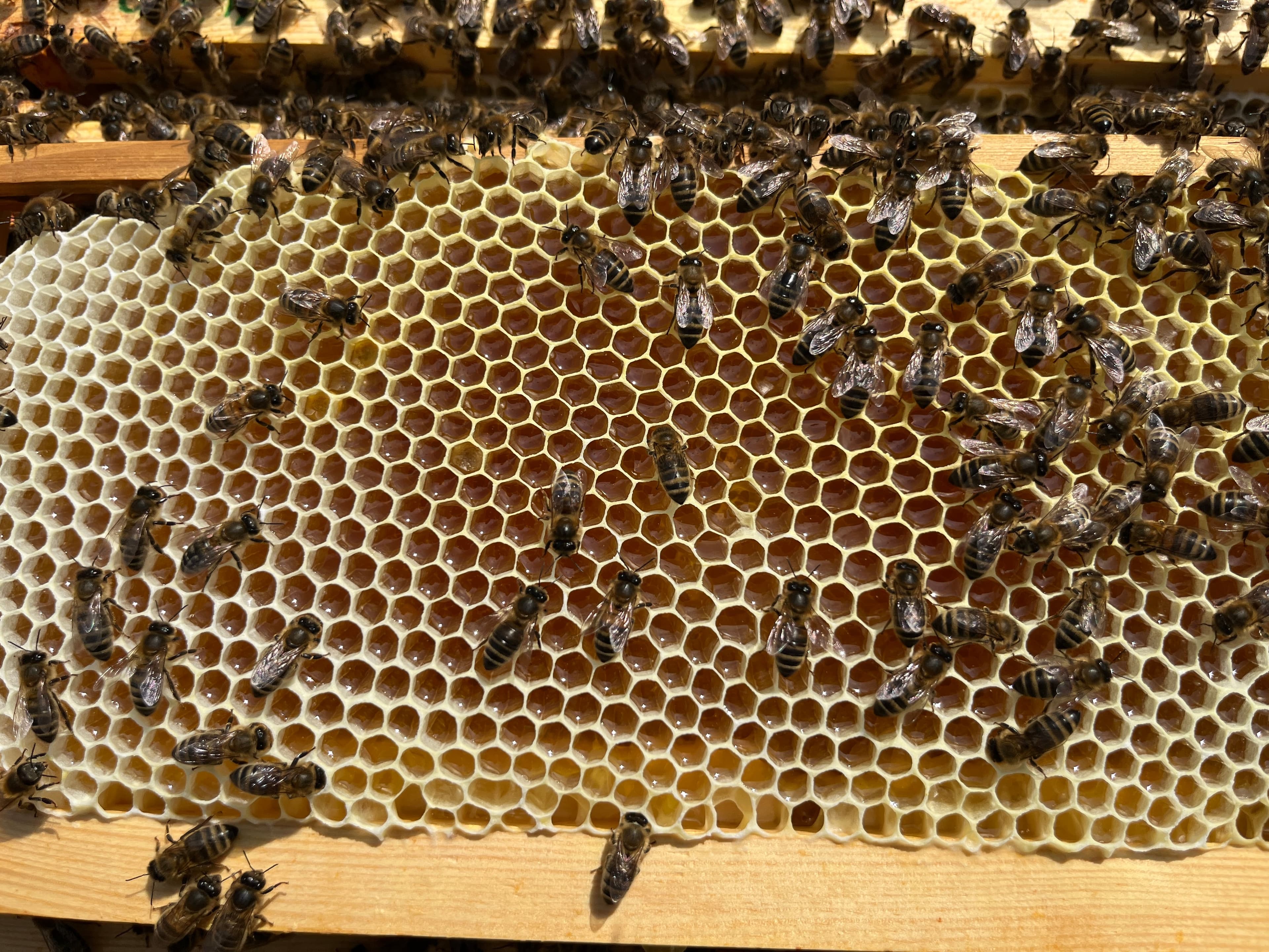 Top-down view of a honey super frame during the summer nectar flow — bees ripening fresh nectar in new white wax cells, with the upper-right cells beginning to cap