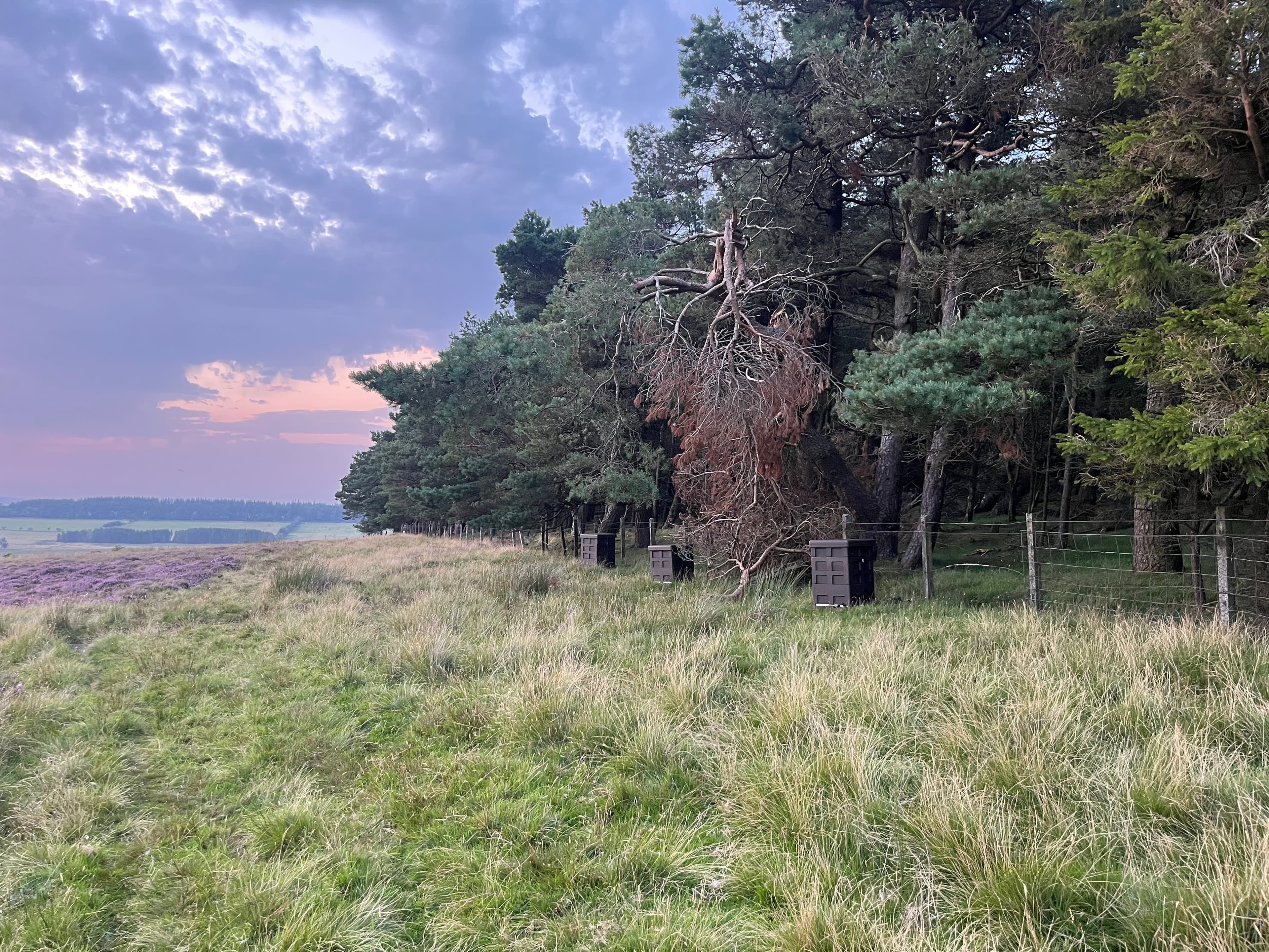 Apiary at dusk, pine woodland and heather Row of beehives at dusk among Scots pine woodland with heather in the foreground β an Edinburgh-area apiary at scale