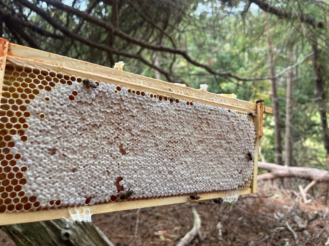 Capped honey frame with bees, Scotland Capped honey frame covered in bees — amber comb with new white wax, ready for extraction from a Scottish apiary